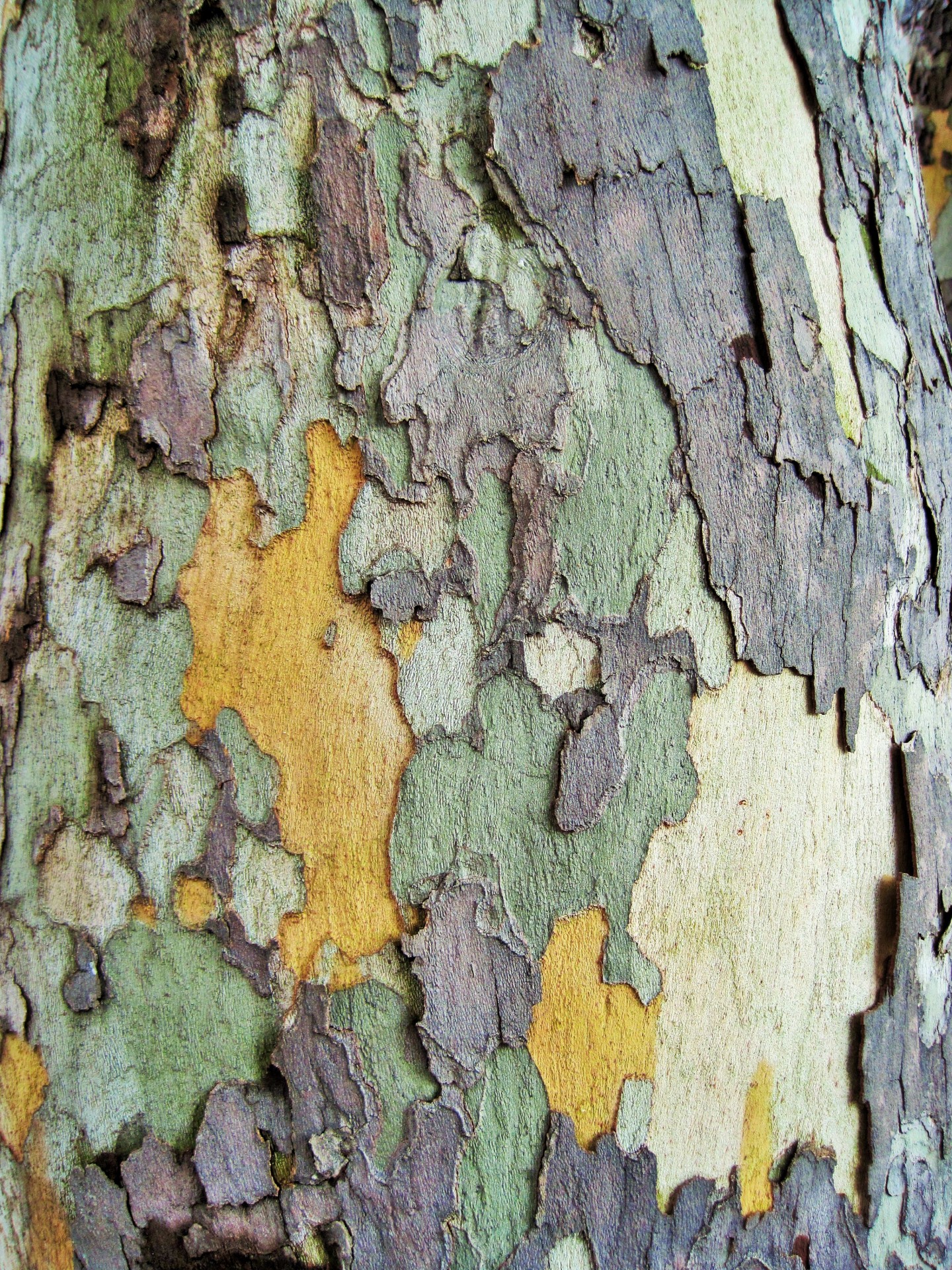 bark flaking camouflage pattern free photo