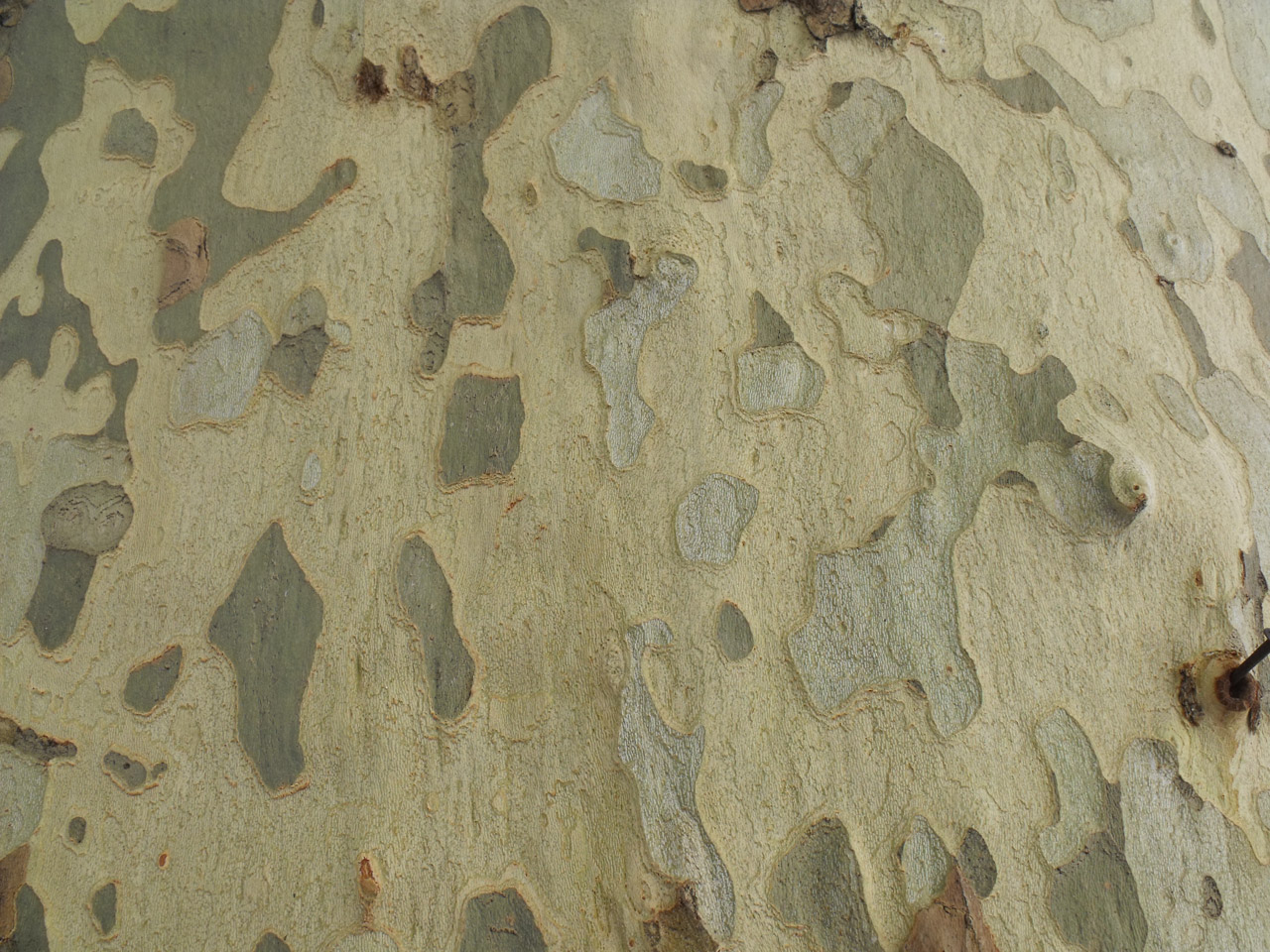 bark tree background free photo