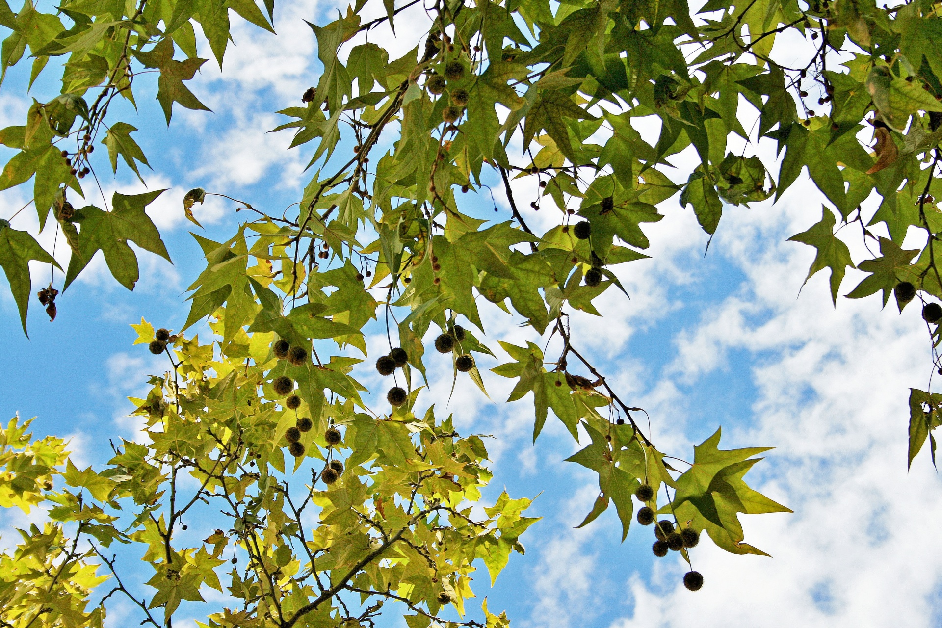 tree plane branches free photo