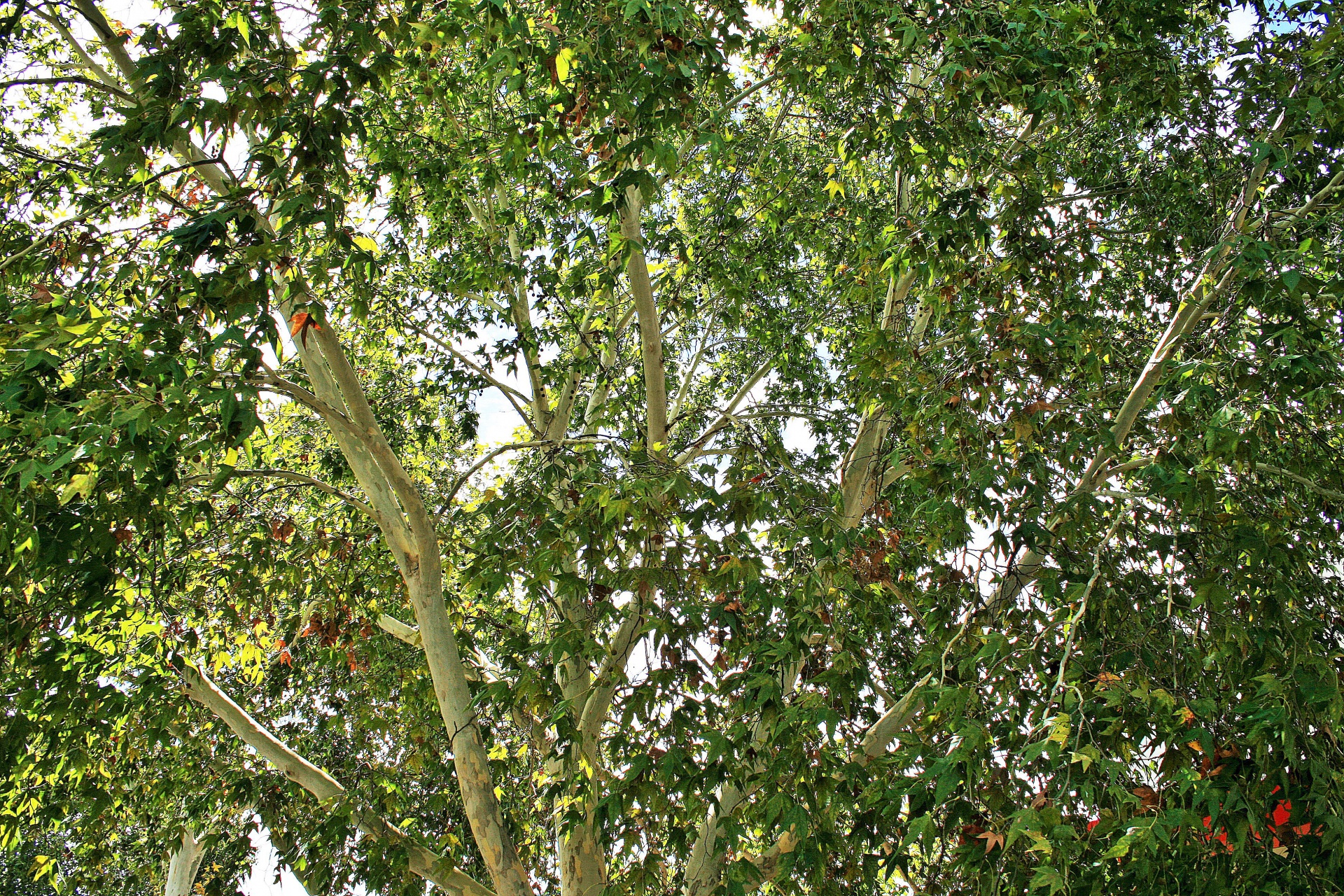 tree plane branches free photo