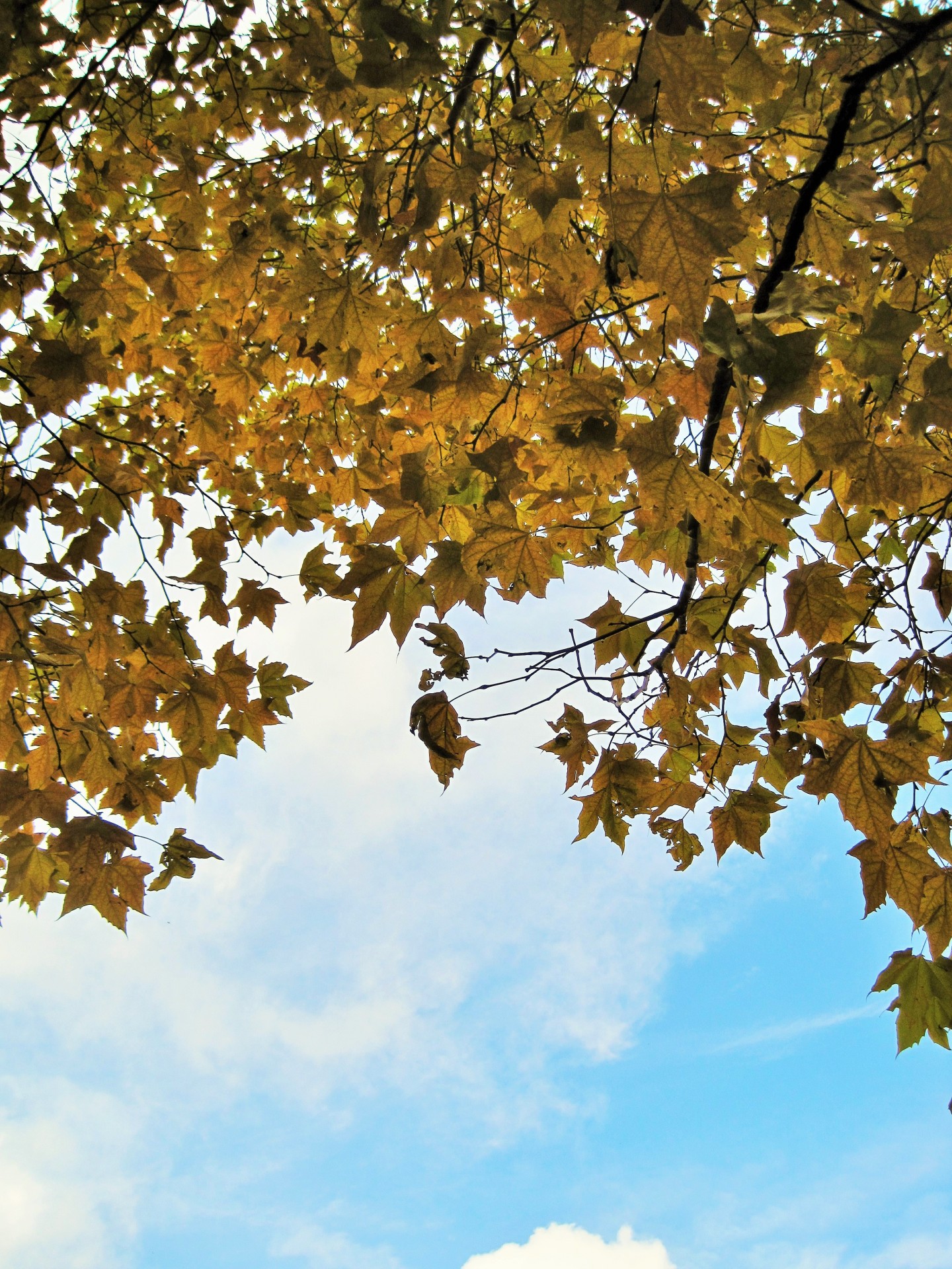 tree plane foliage free photo