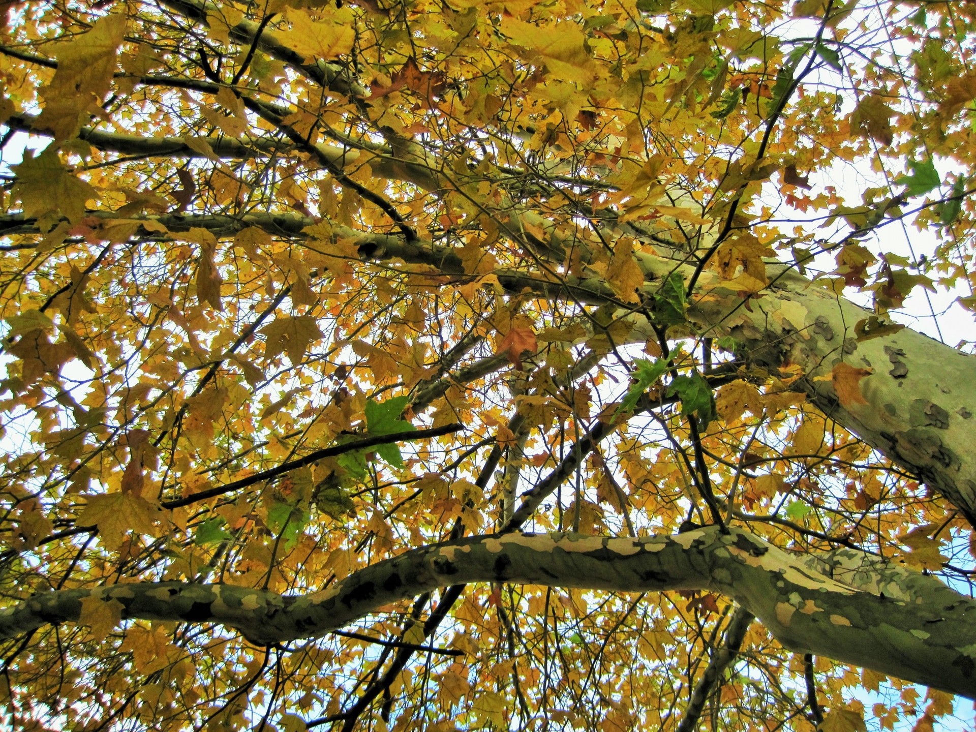 Платан дерево осенью