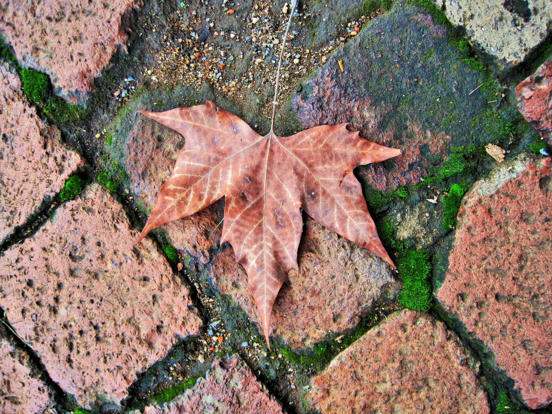 leaf dry rusty free photo