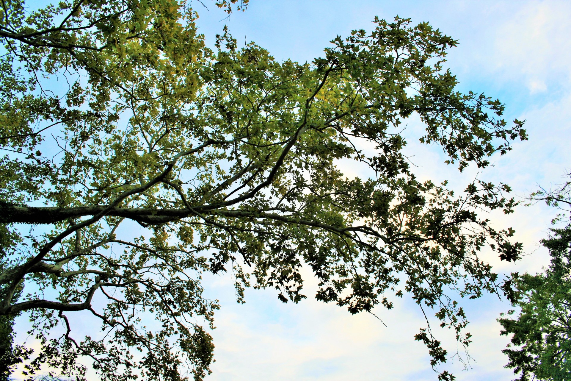 tree plane branches free photo