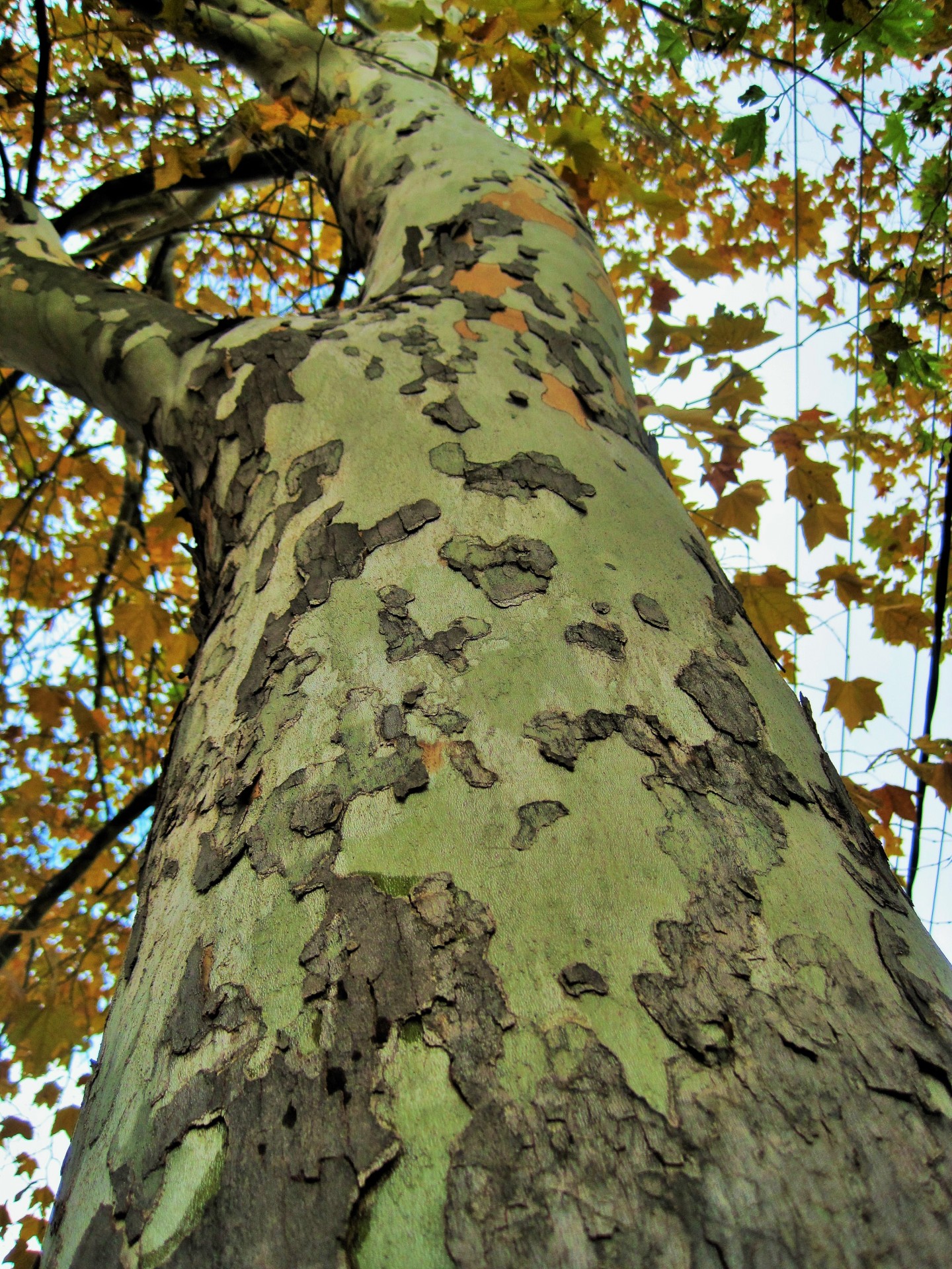 tree trunk sturdy free photo