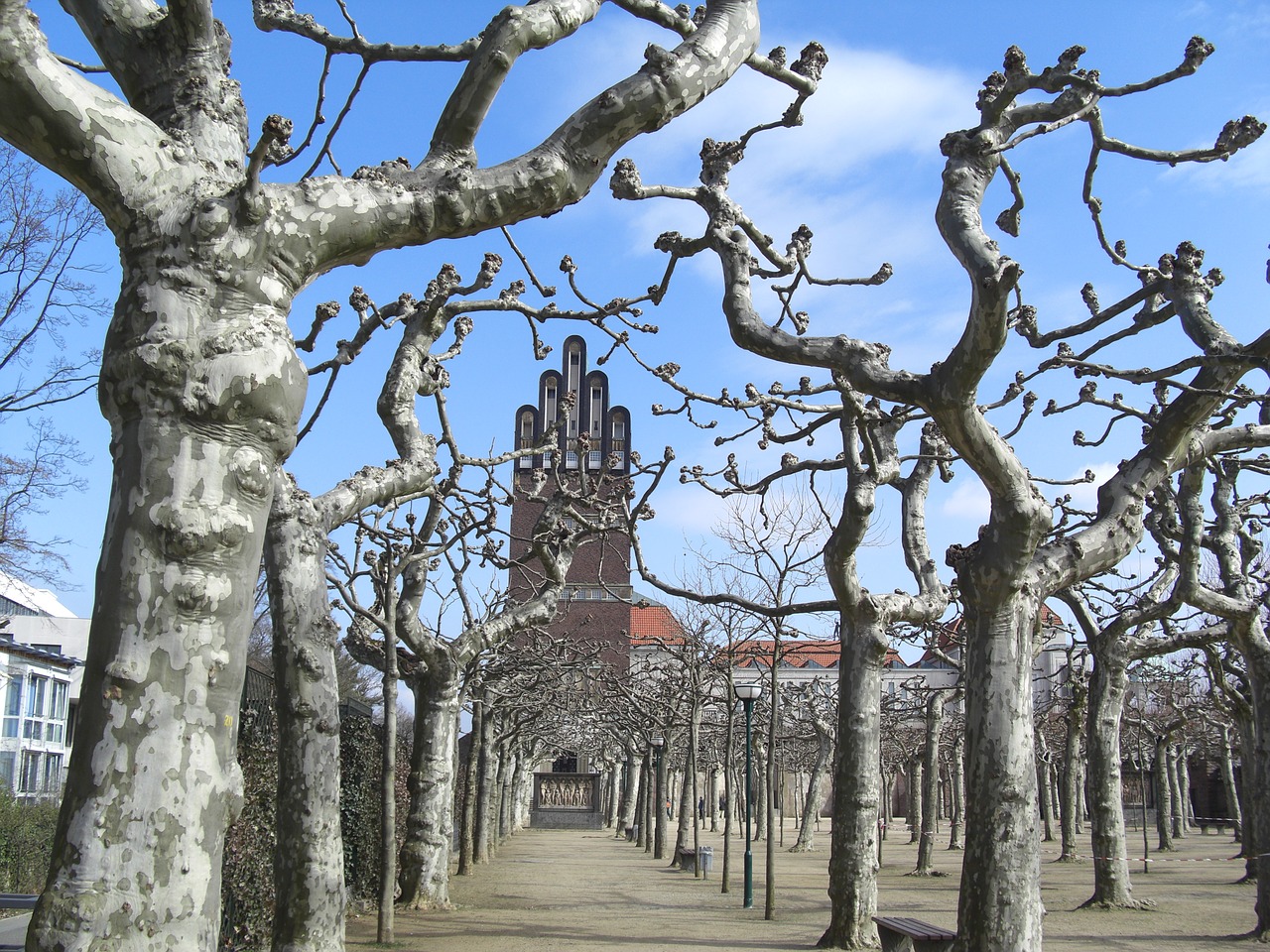 plane trees wedding storm mathildenhöhe free photo