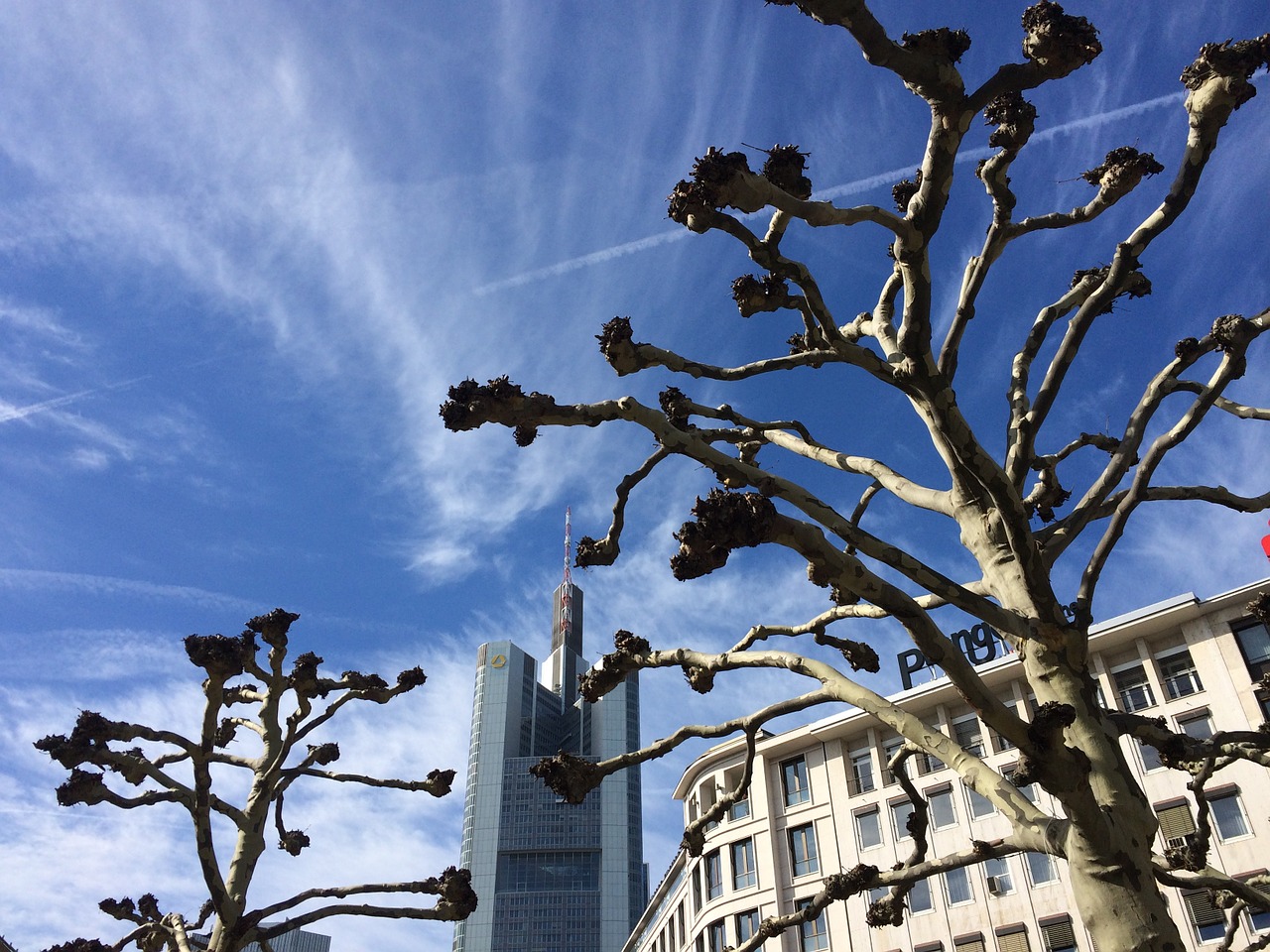 plane trees frankfurt skyscraper free photo