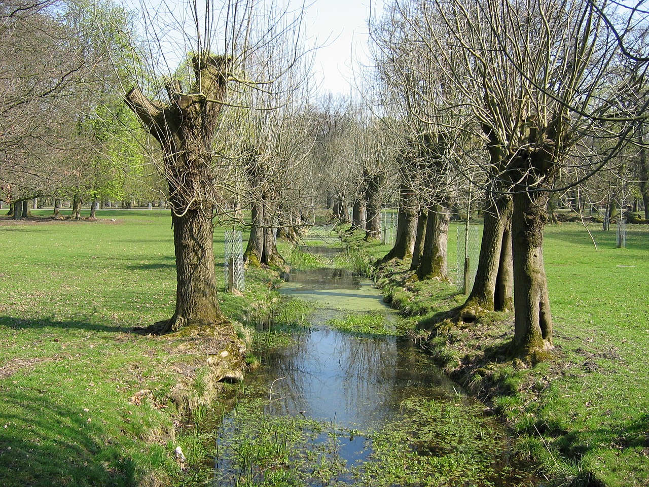 plane trees trees bach free photo