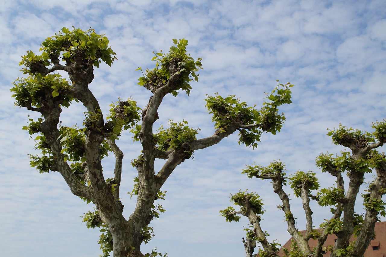 plane trees tree tribe free photo