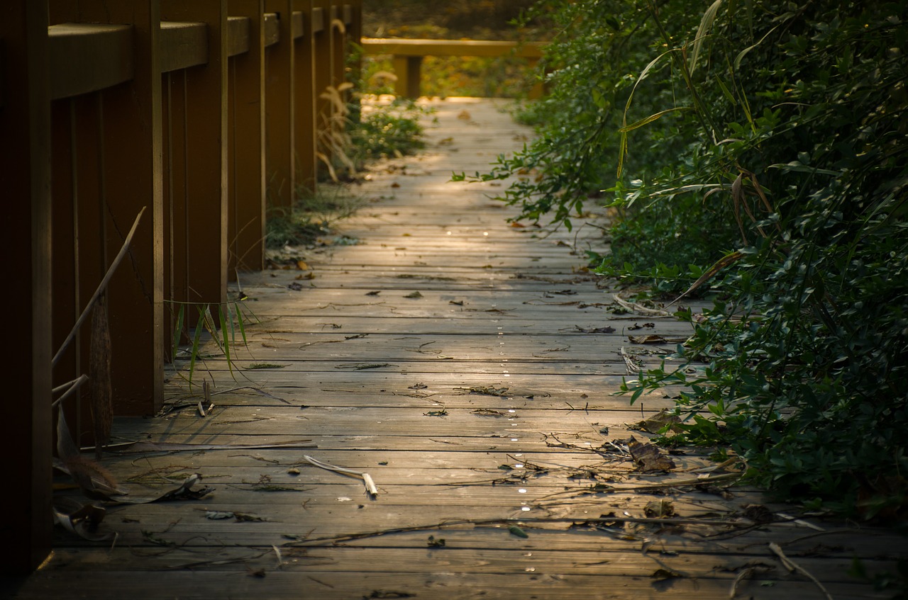 plank bridge sunshine free photo