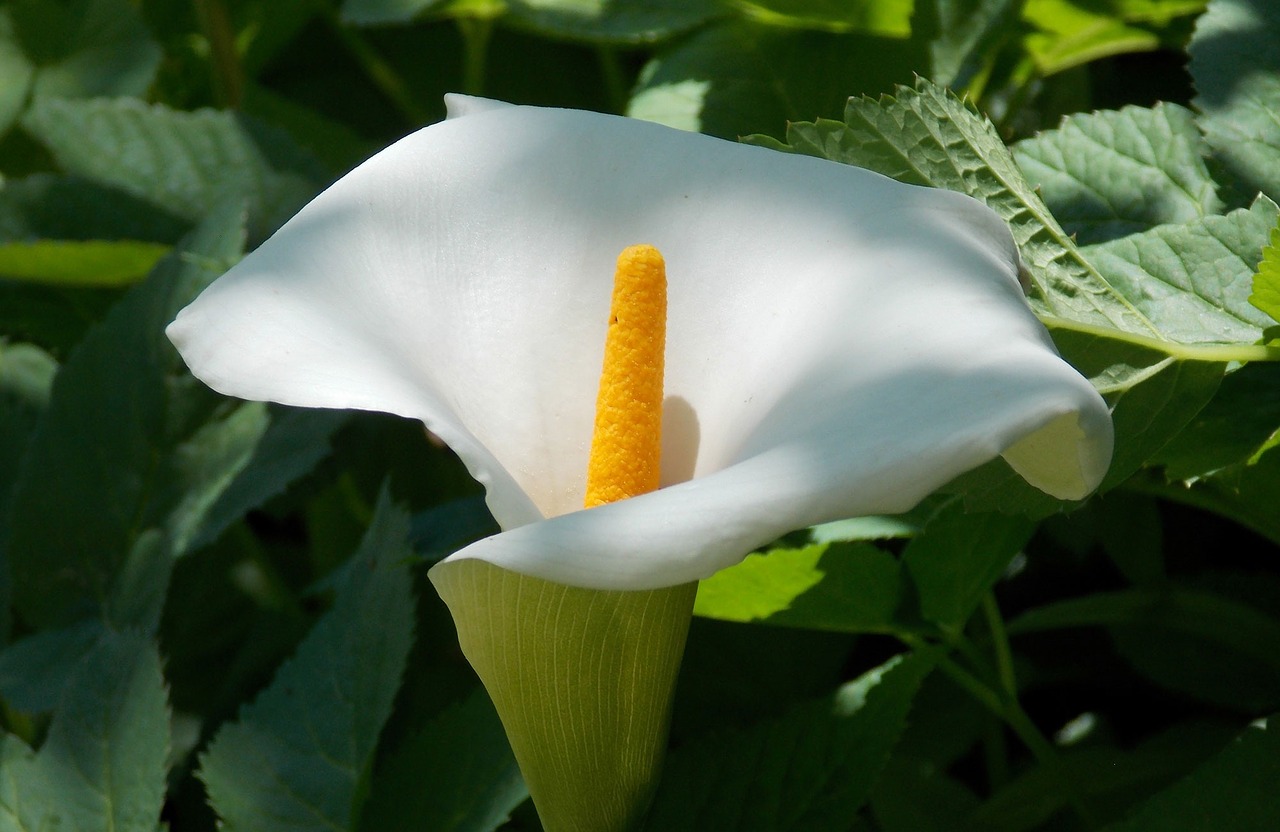 plank flower peace lily free photo