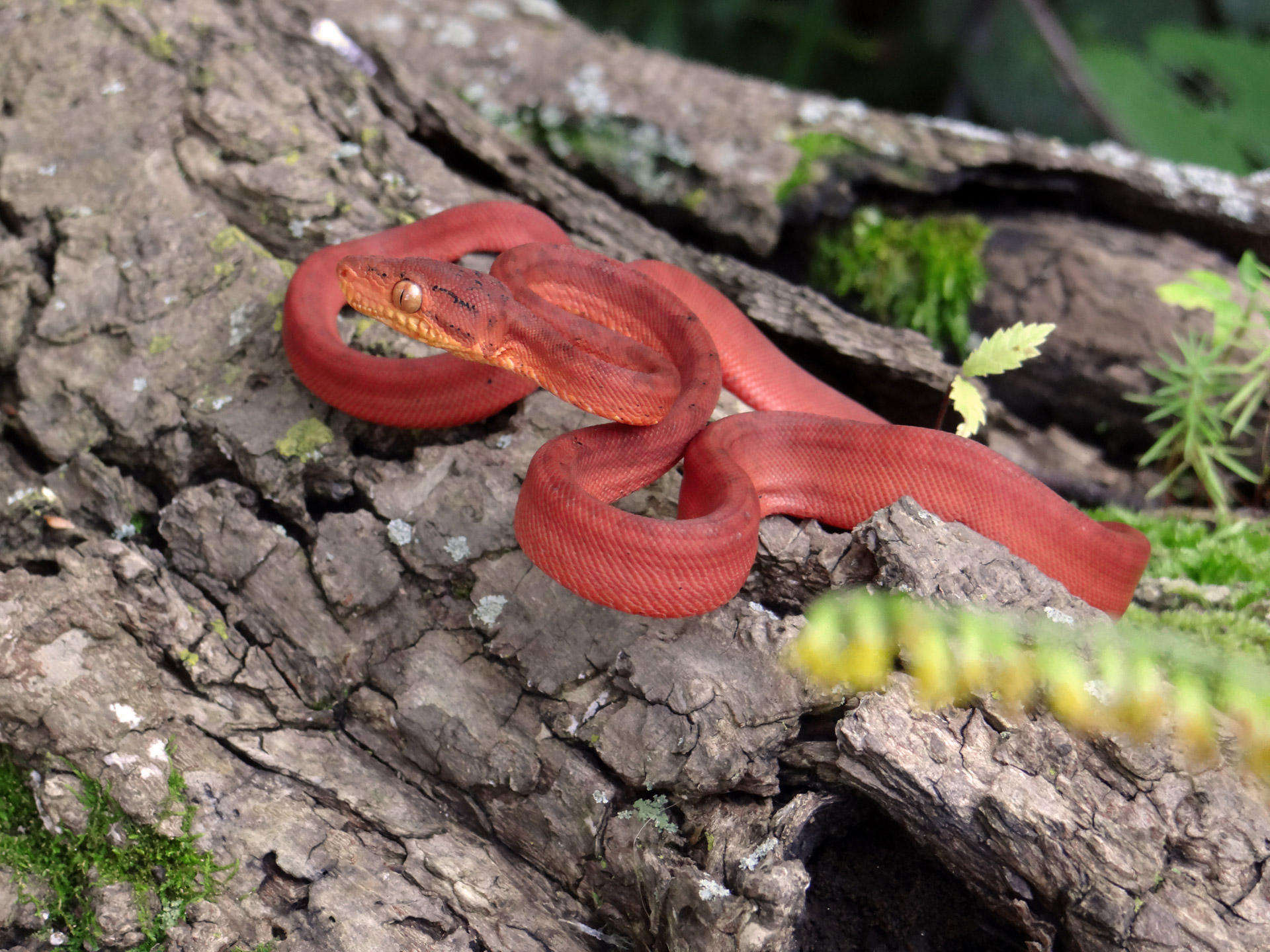 snake amazon tree boa animal free photo