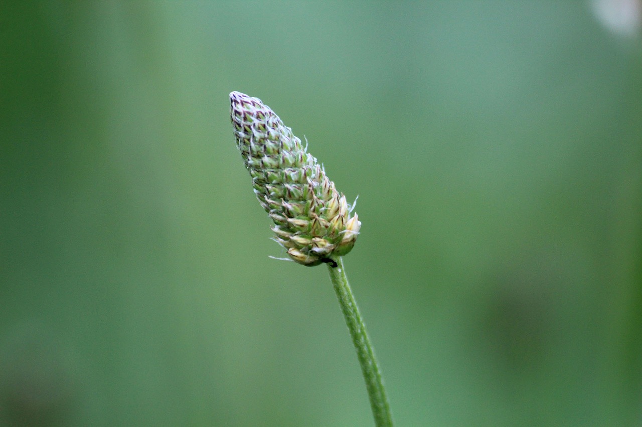 plant grass green free photo