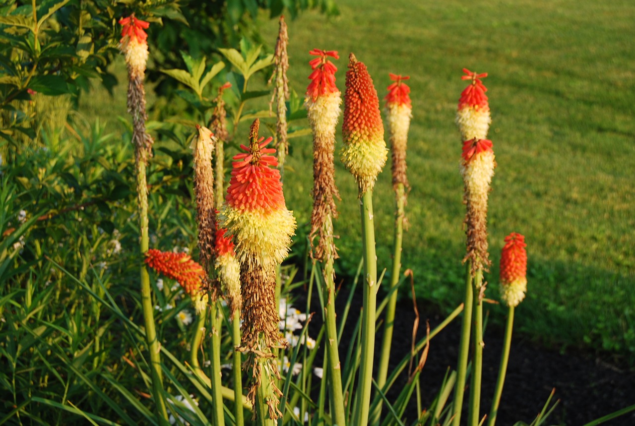 plant red hot pokers summer free photo