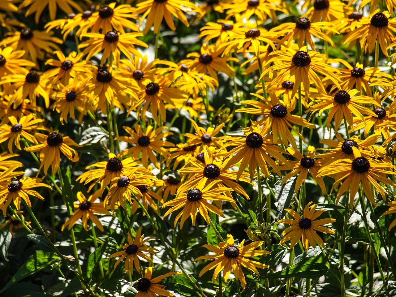 plant flowers yellow free photo