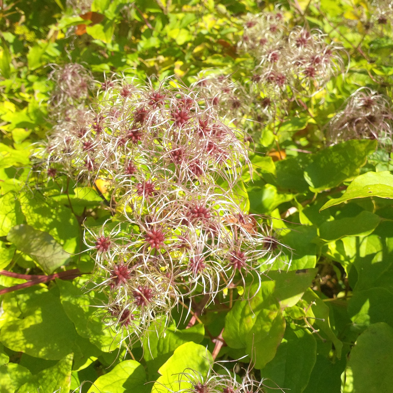 plant autumn nature free photo