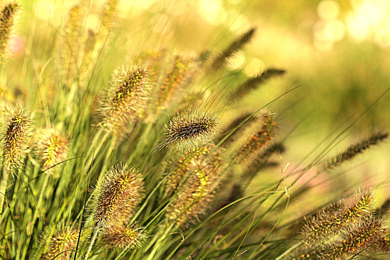 plant grasses wind free photo