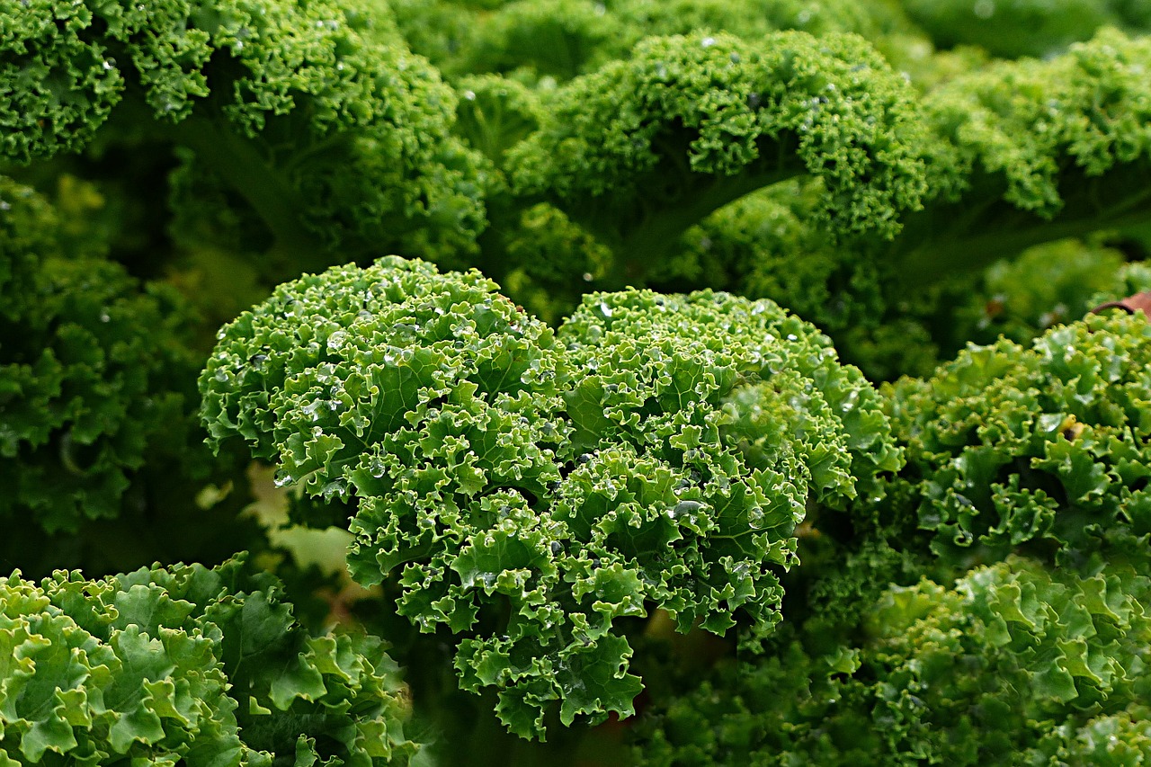 plant kale autumn and winter vegetables free photo