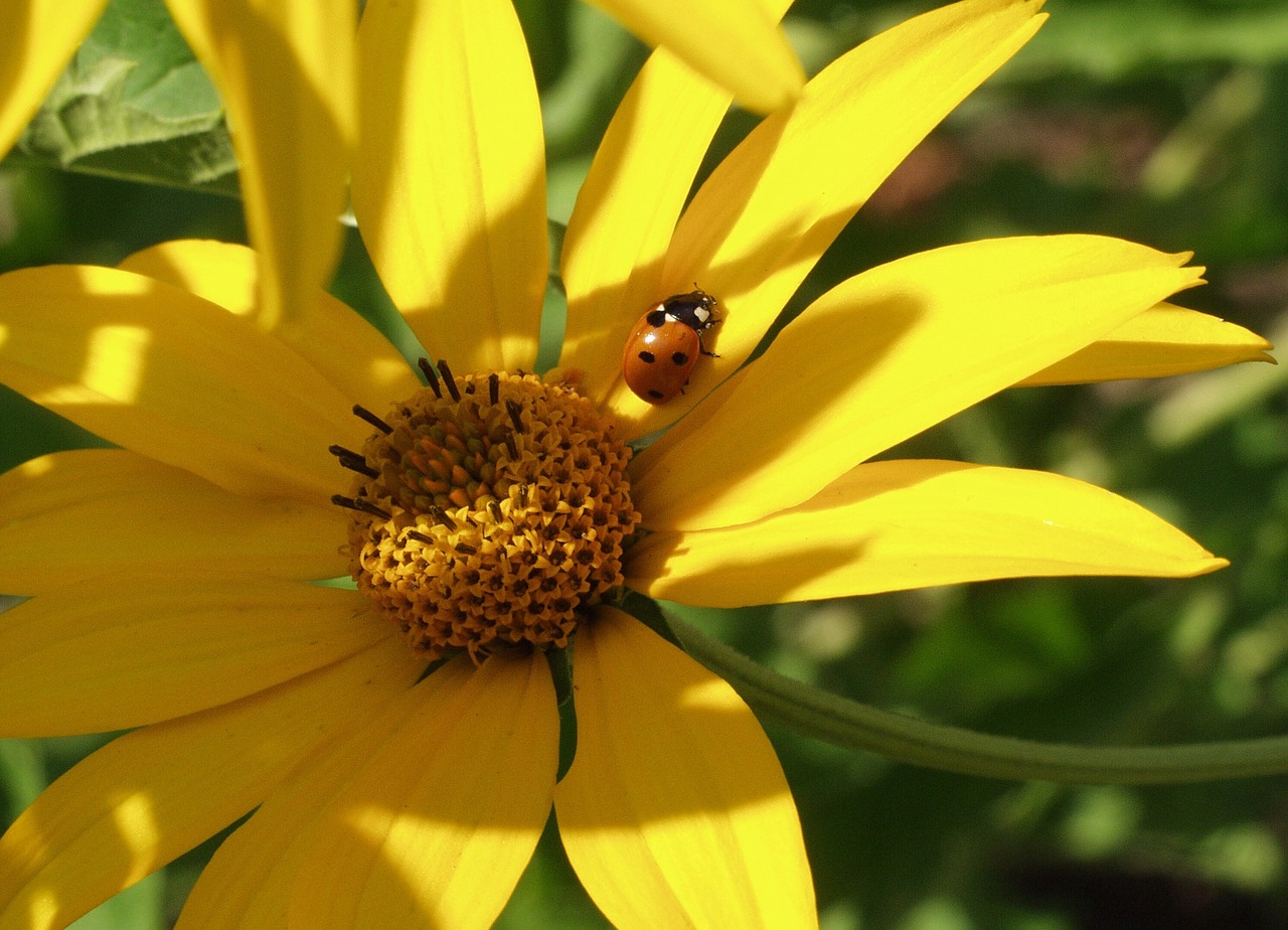 plant insect nature free photo