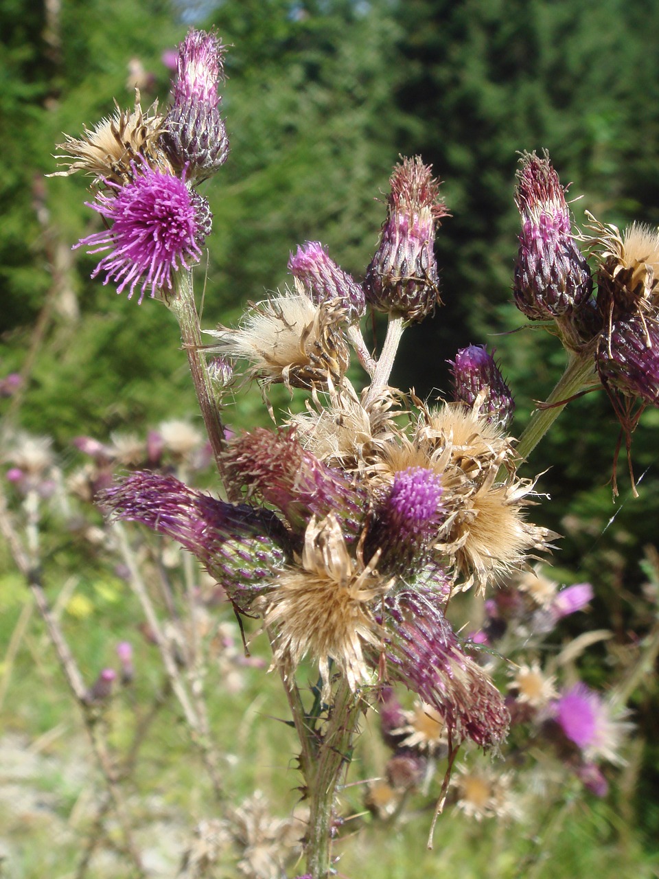 thistle plant spur free photo