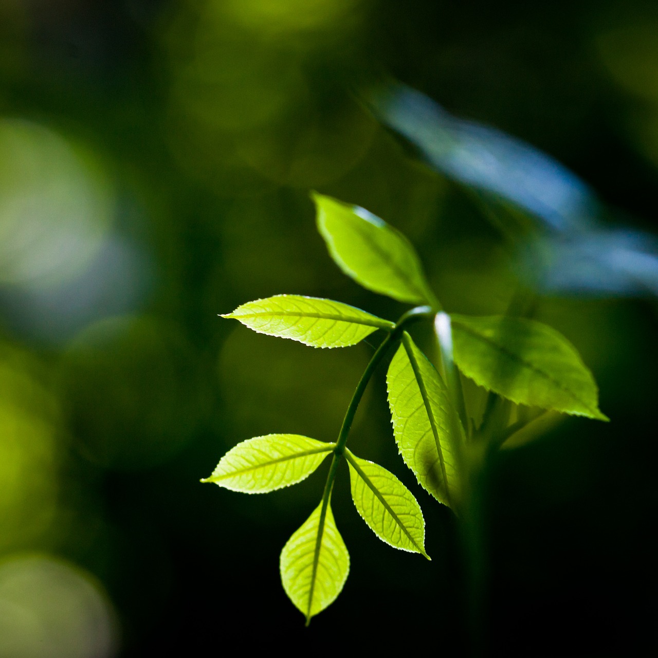 plant leaves green free photo