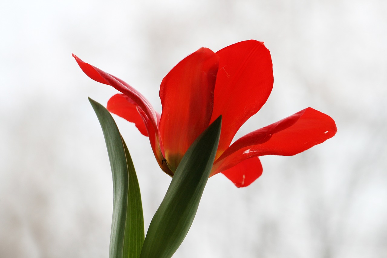 plant flower tulip free photo