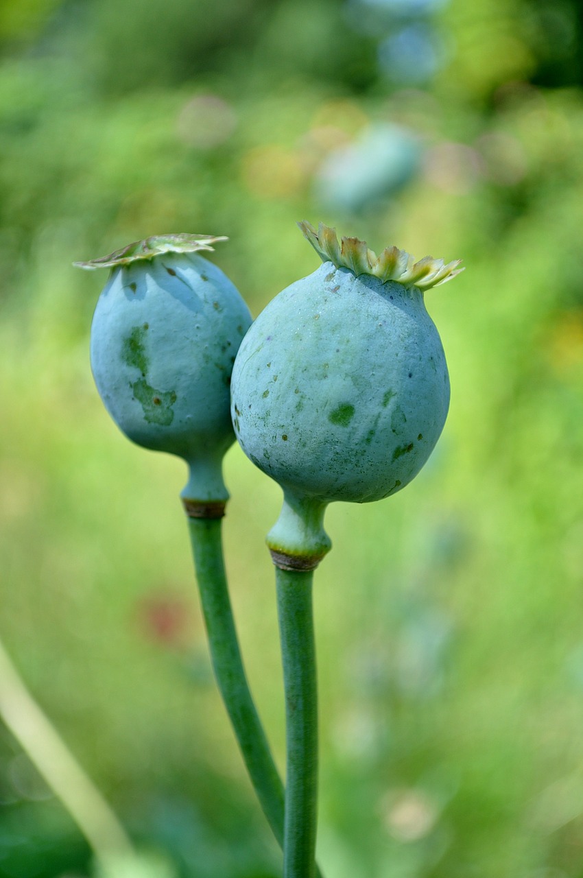 plant nature poppy free photo