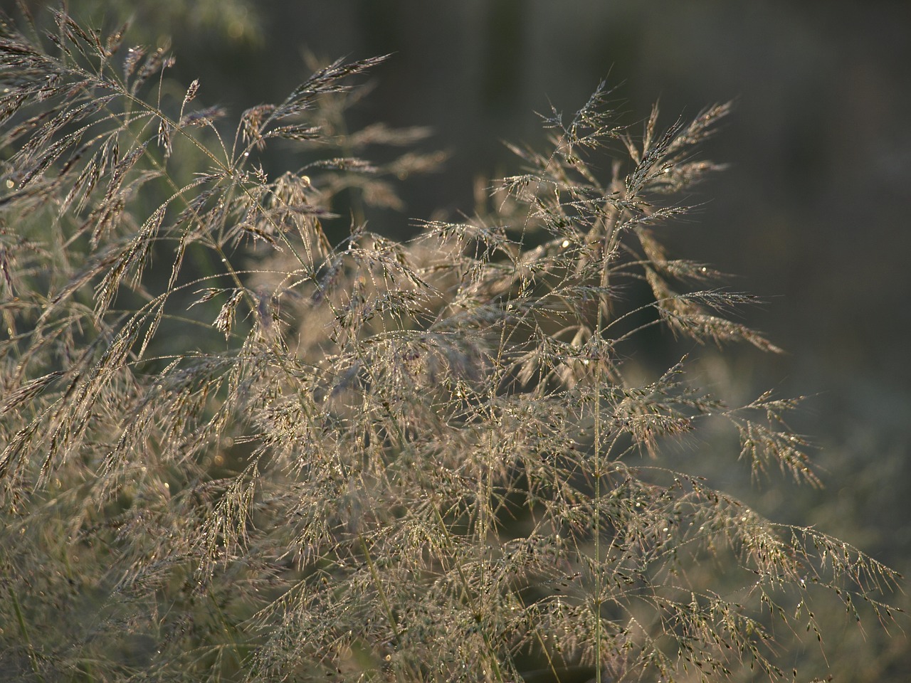 grass deschampsia flexuosa nature free photo