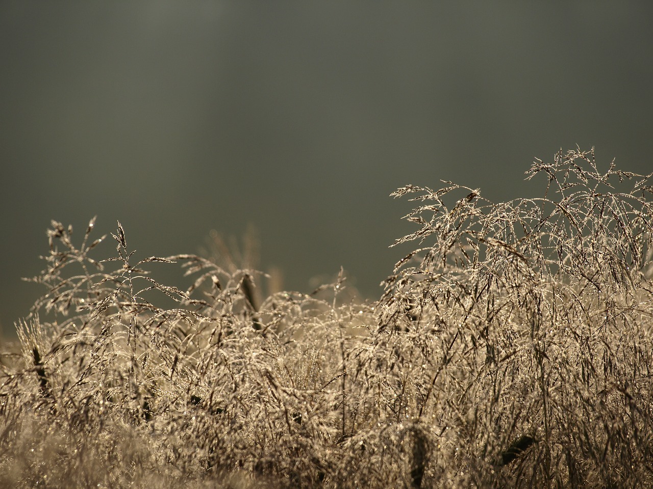 grass deschampsia flexuosa nature free photo