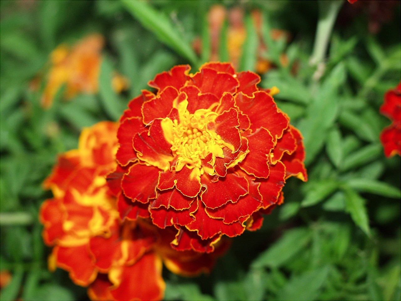 marigold flower plant free photo