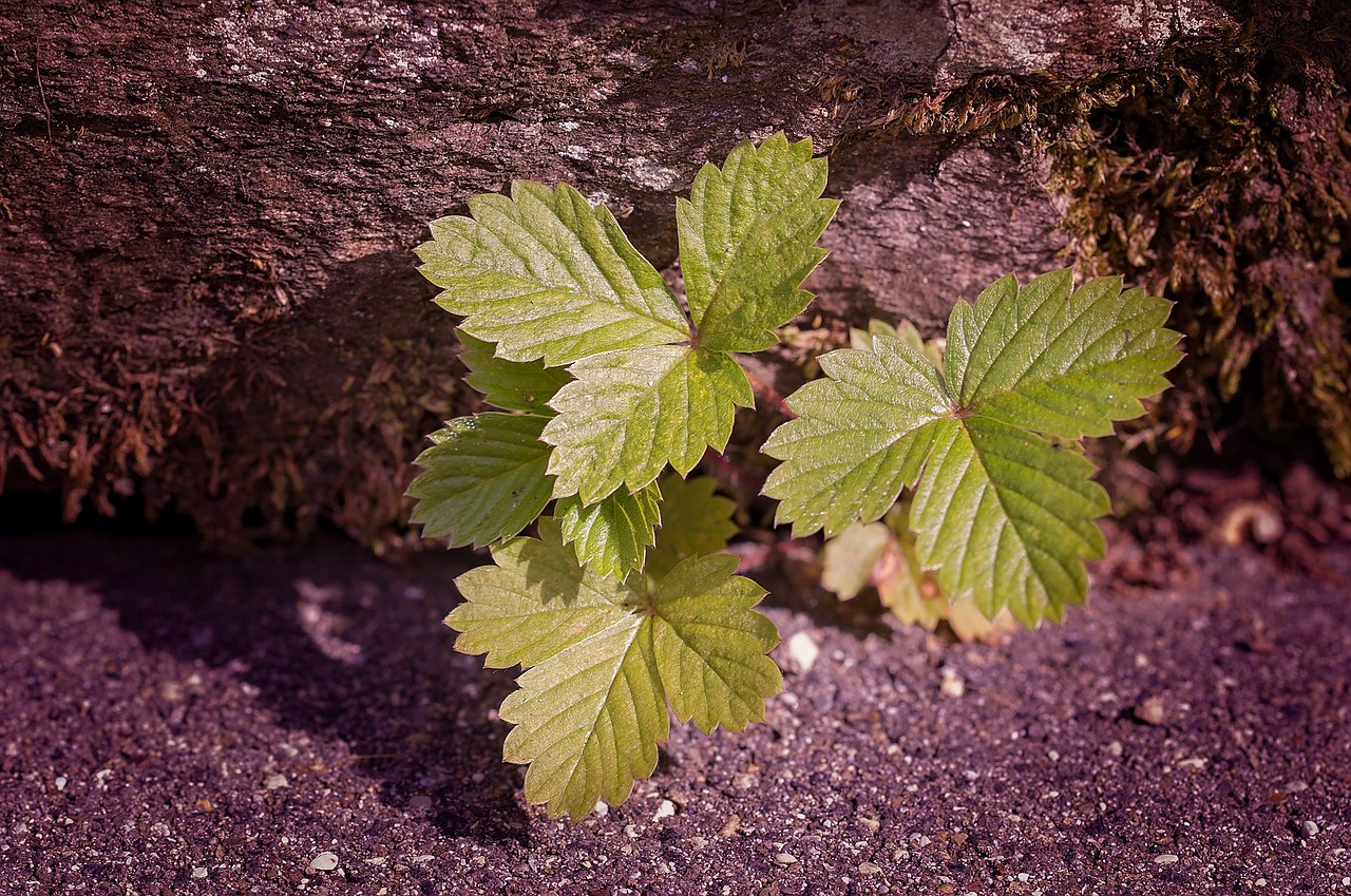 plant strawberry leaves leaves free photo