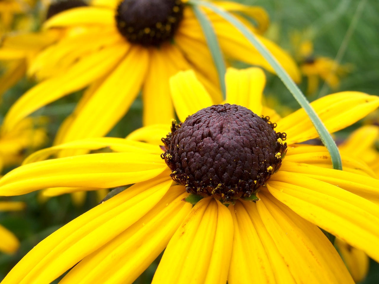 plant yellow blossom free photo