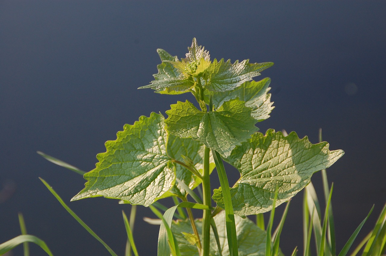 plant nettle nature free photo