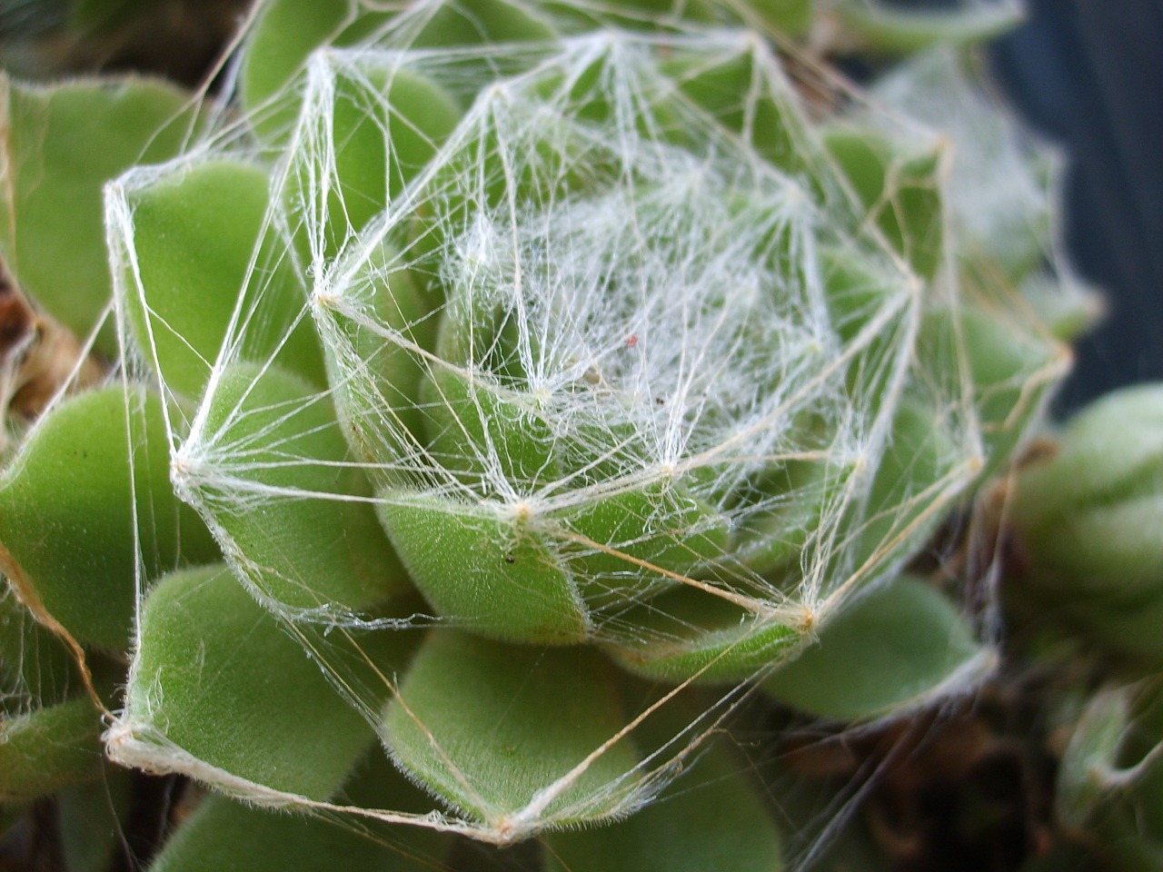 plant web flowers free photo