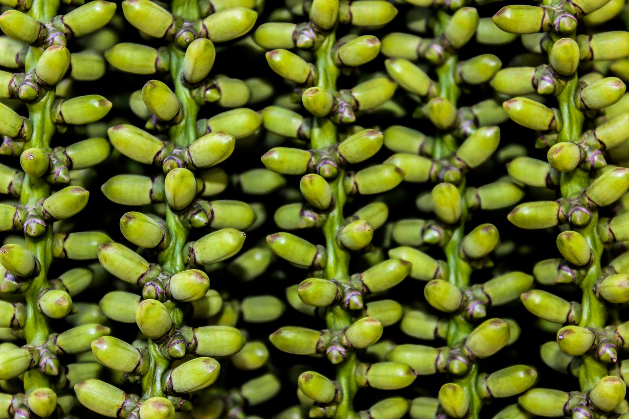 plant texture green free photo