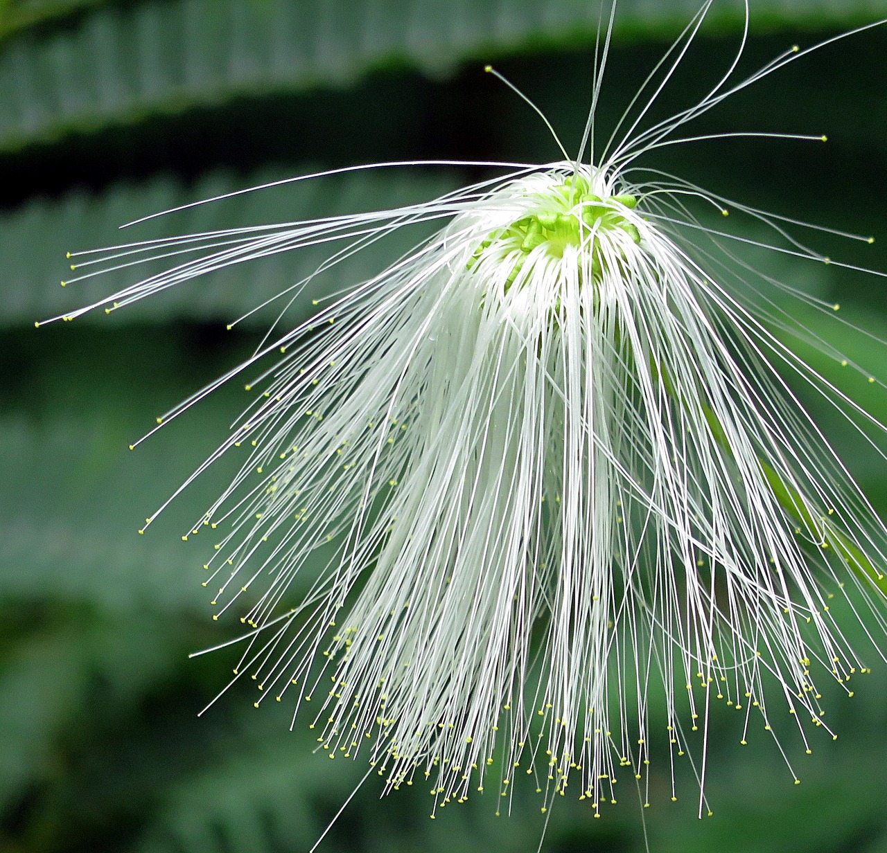 plant flower white free photo