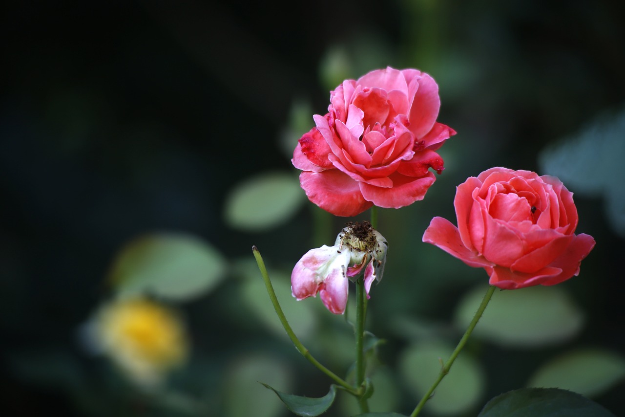 plant rose still life free photo