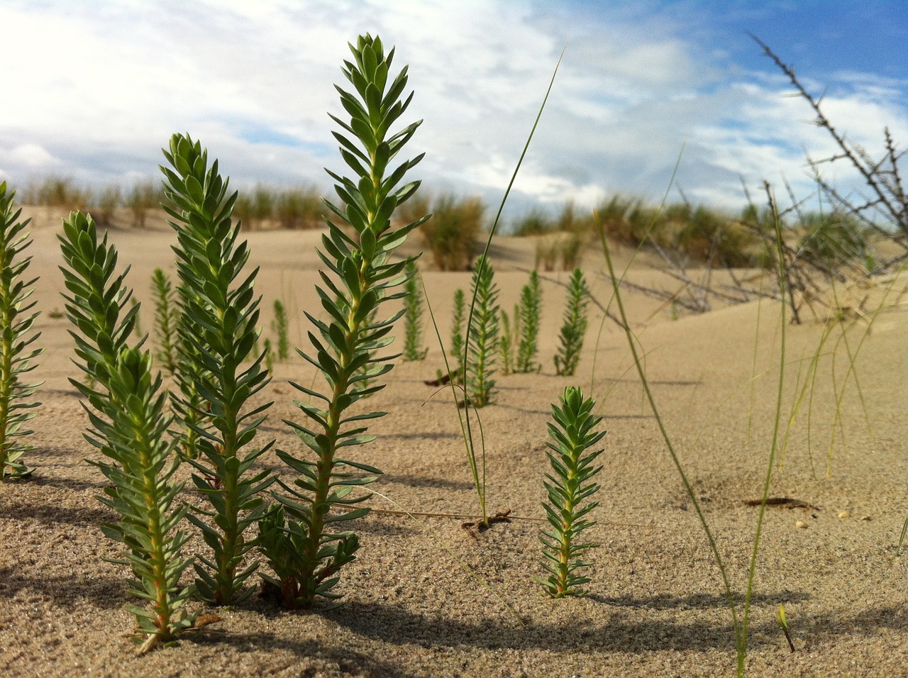 plant green dunes free photo