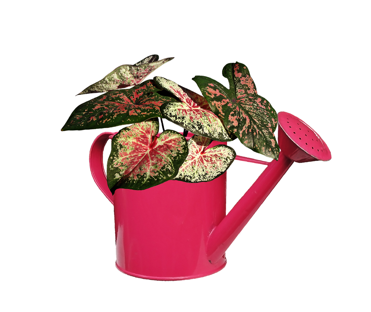 Edit free photo of Plant,shower,caladium,leaves,pink - needpix.com