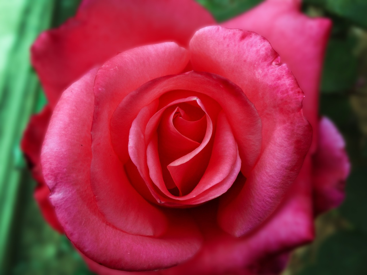 plant red rose red free photo