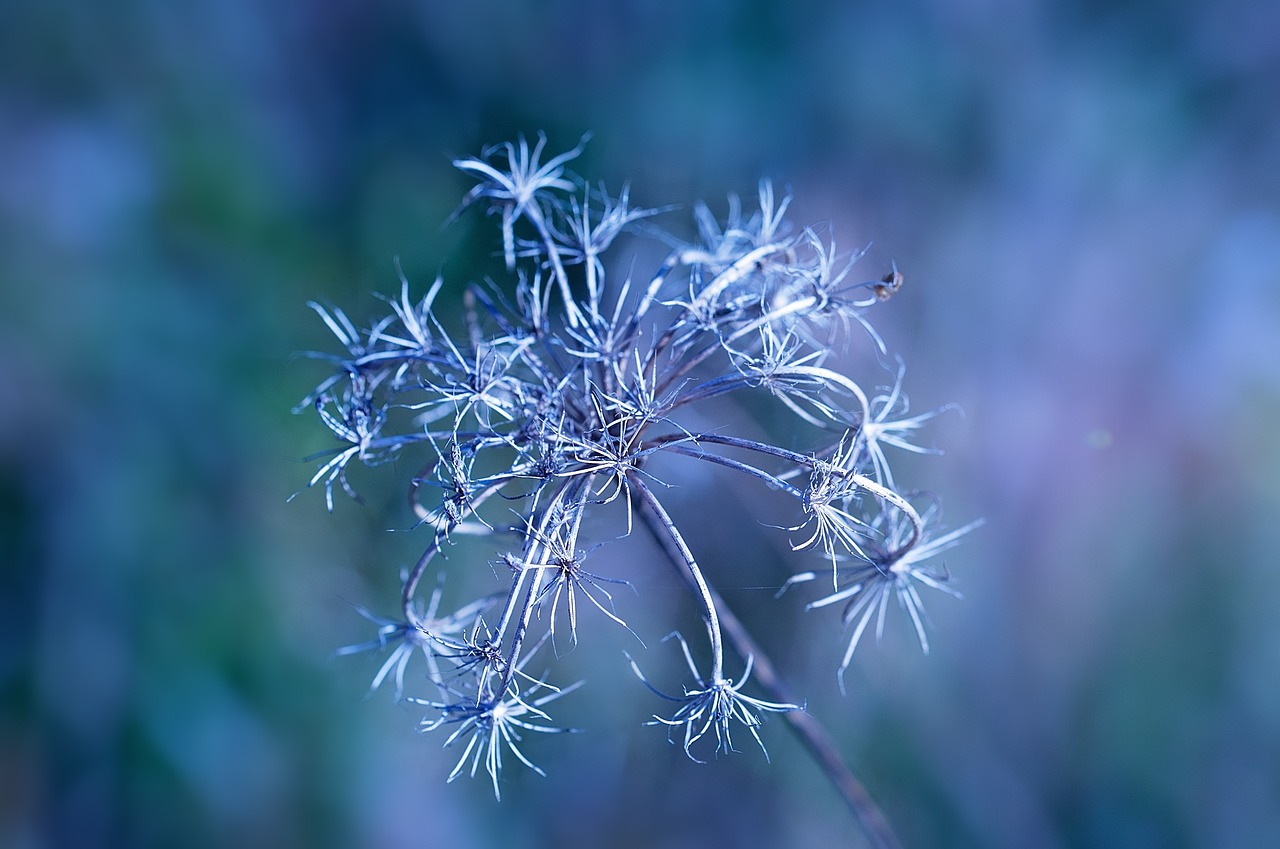 plant faded dry free photo