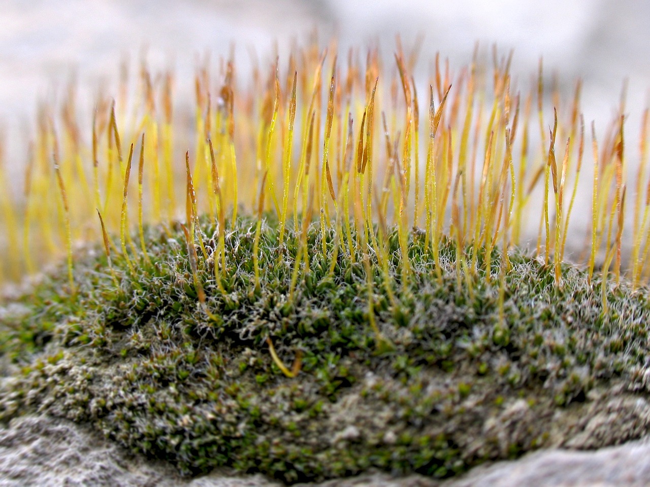 plant moss nature free photo