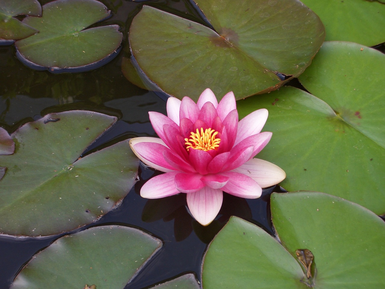 water lily plant aquatic plant free photo