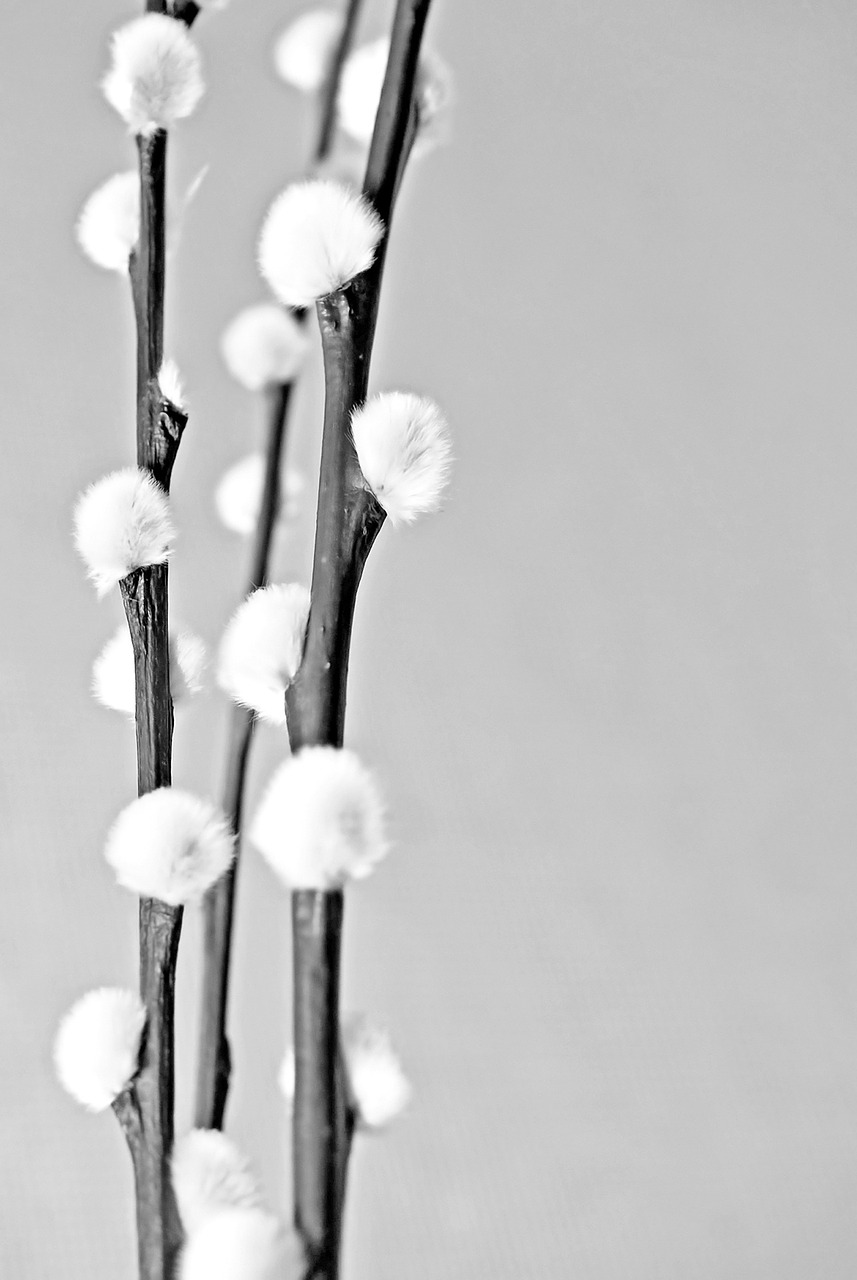 plant winter flower free photo