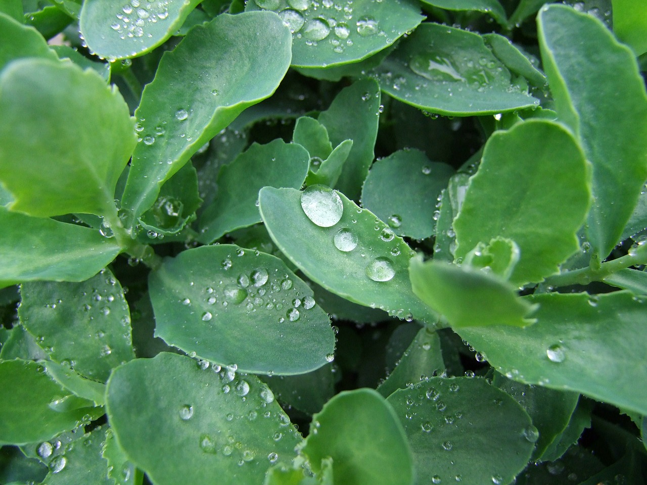 plant stonecrop drip free photo