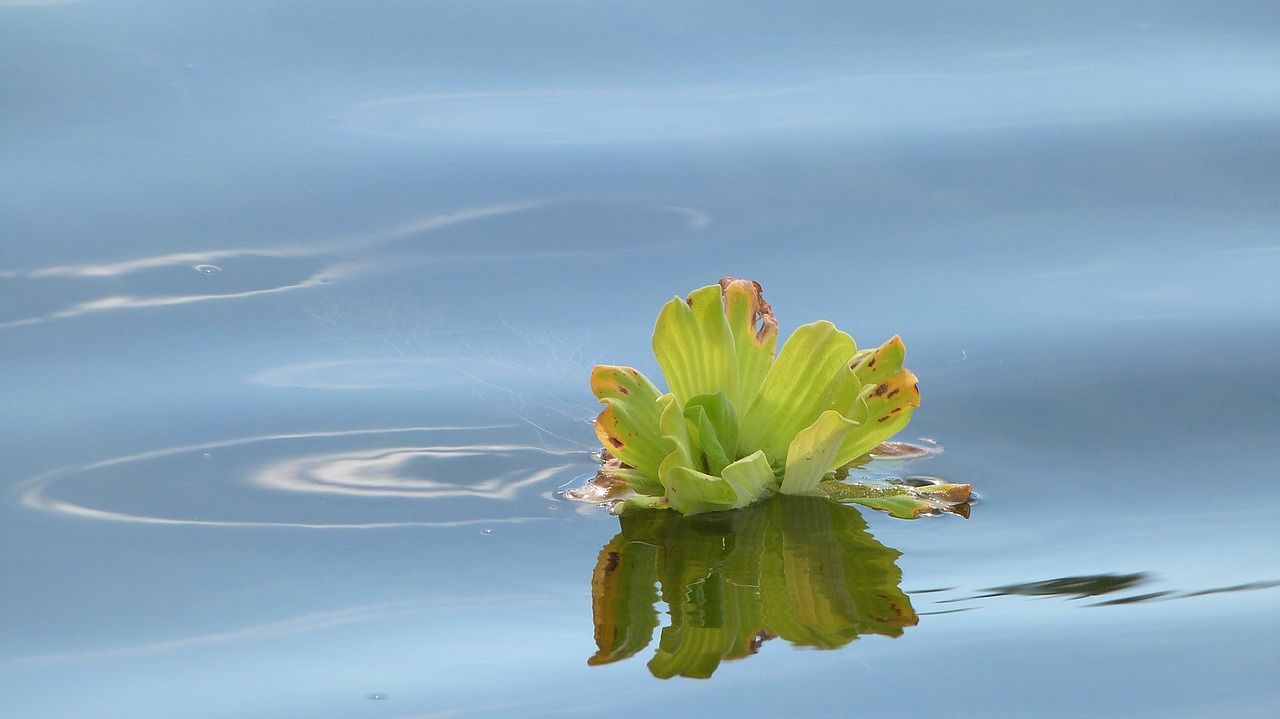 plant river wather free photo