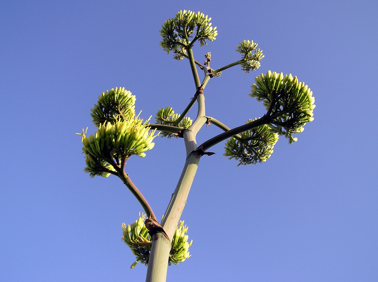 plant sky clouds free photo