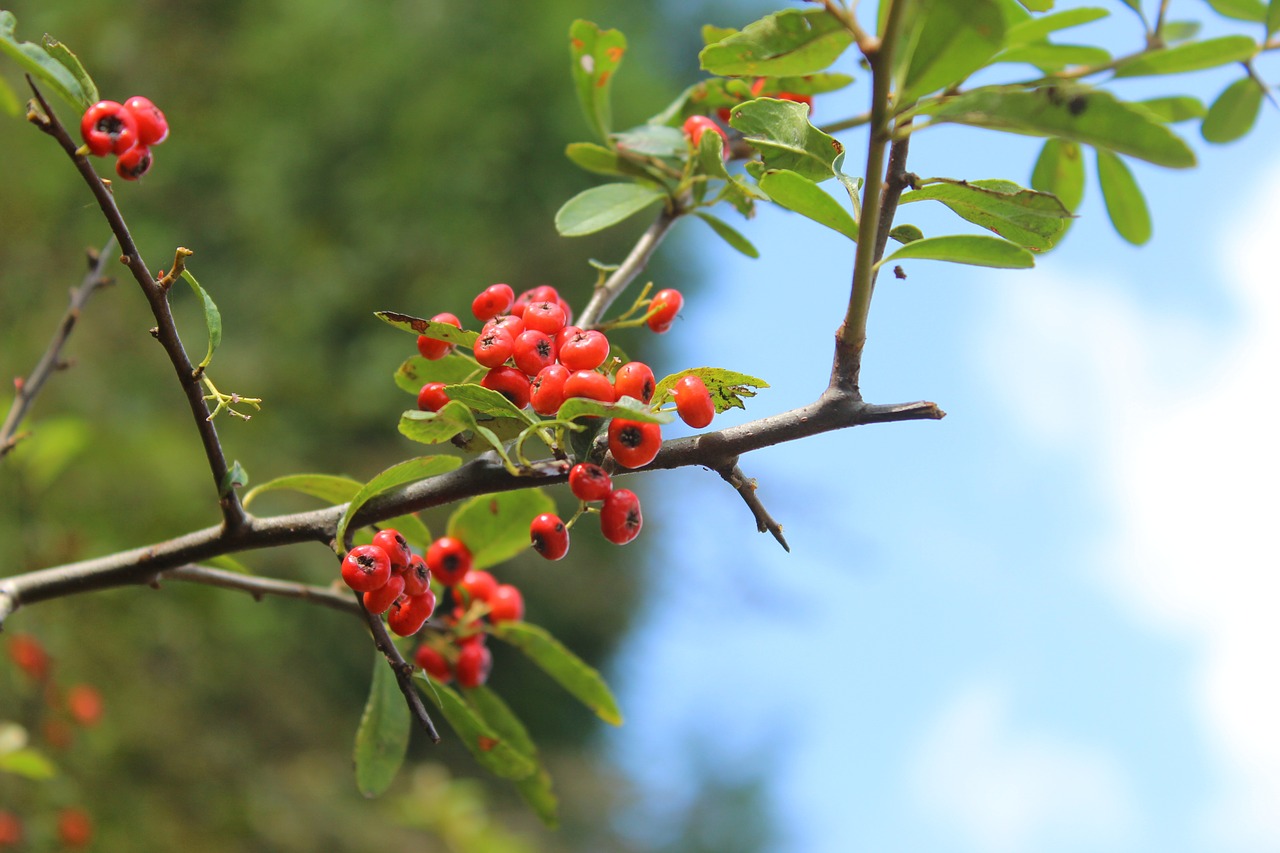 plant pyracantha fortuneana small fresh free photo