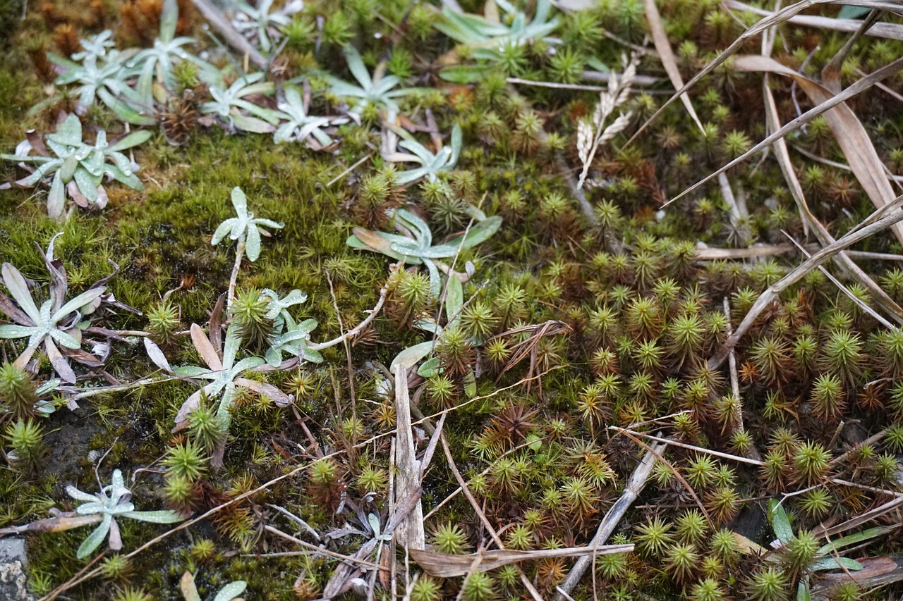 plant guilin surface free photo