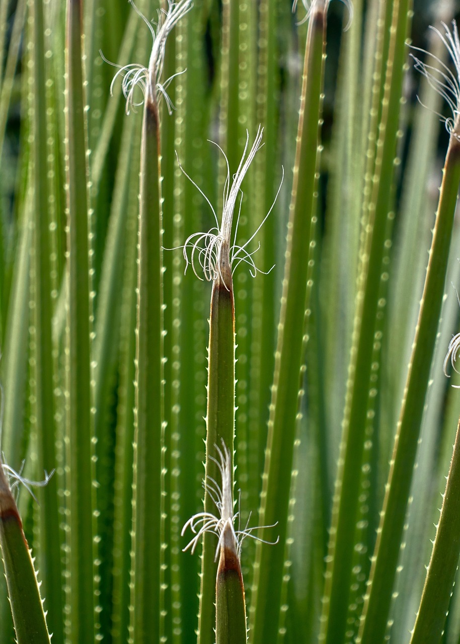 plant green split free photo